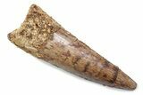 Fossil Spinosaurus Tooth - Real Dinosaur Tooth #370586-1